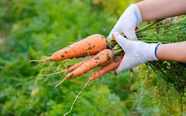 Cà rốt và 6 công dụng bất ngờ cho sức khỏe